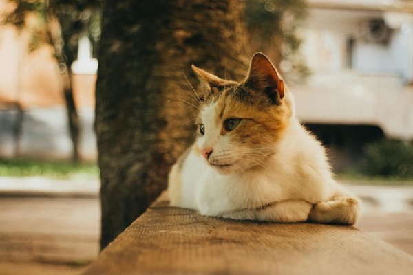 Ecco come abbinare una borsa a secchiello al tuo look professionale!